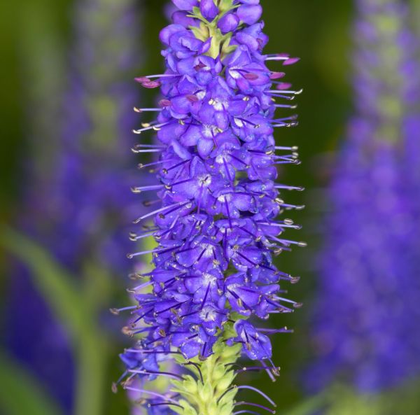 Tähkätädyke, pikkutaimi